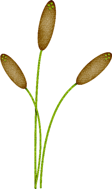 cbg toadallycute cattail