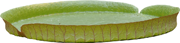 cbg toadallycute pad