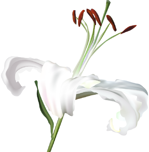 lily white isolated  r