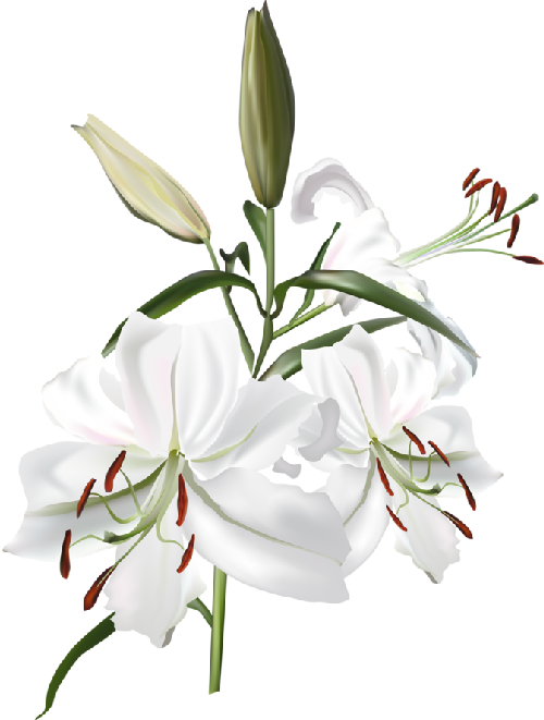 lily white isolated  r