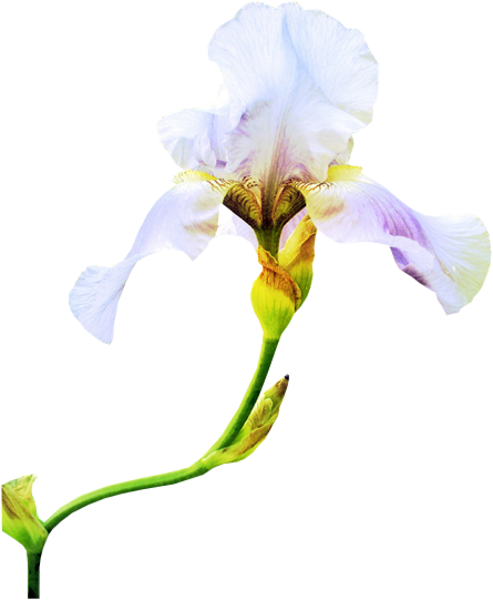 cflowers