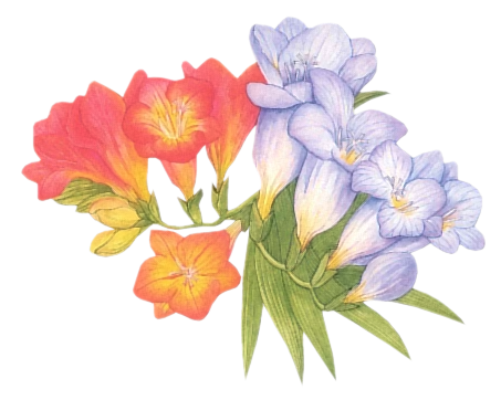 cflowers