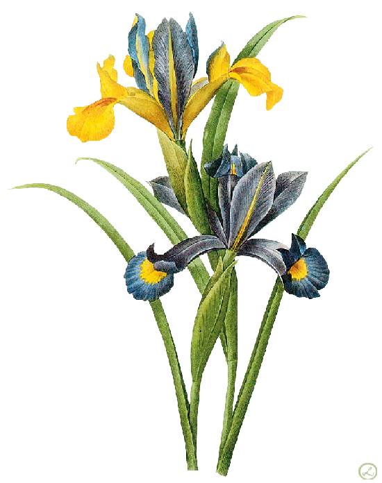 cflowers