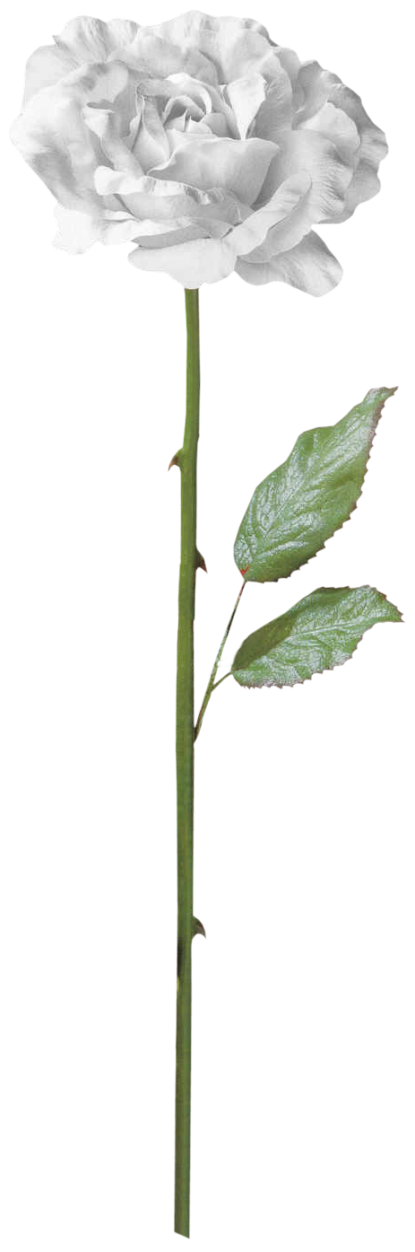 dflowers
