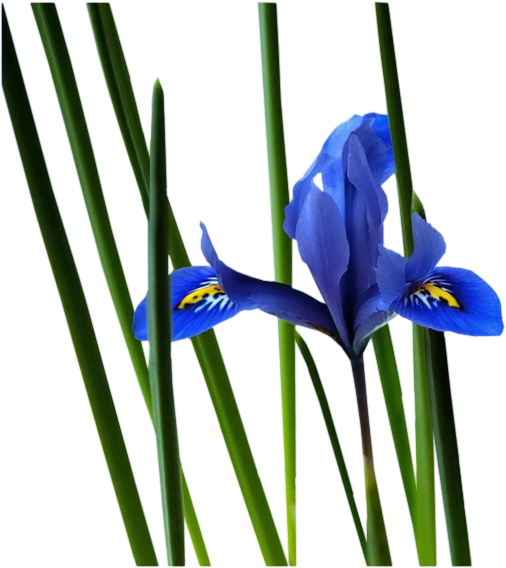 eflowers