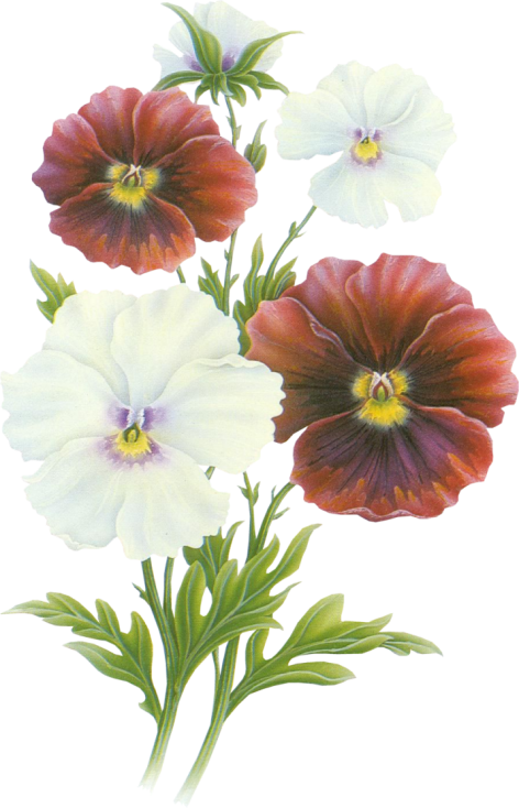 Flores