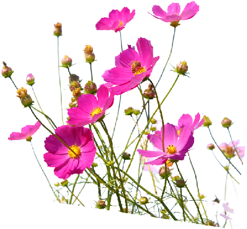 floralcluster