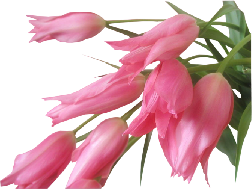 floralcluster