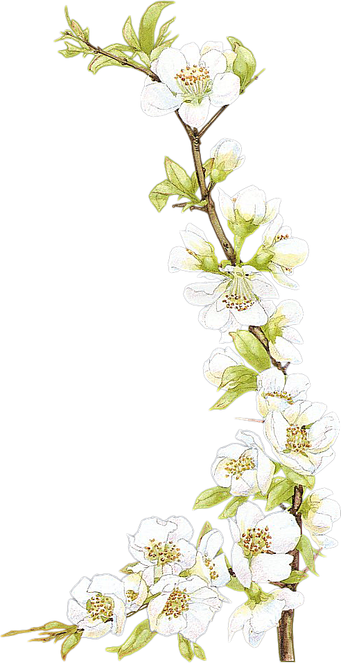floralcluster