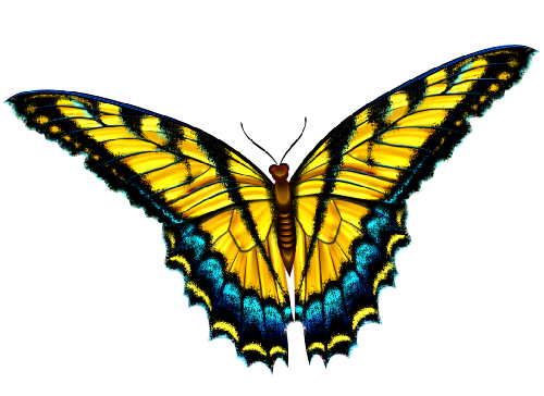 Butterflya