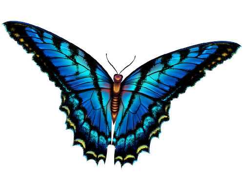 Butterflya
