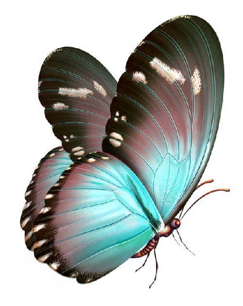 Butterflya