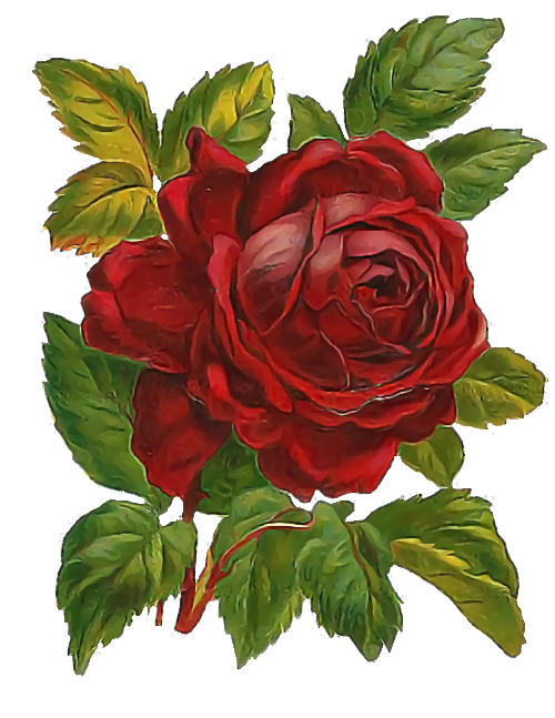 rojo