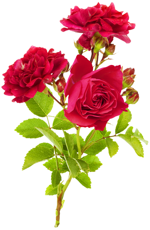 rojo