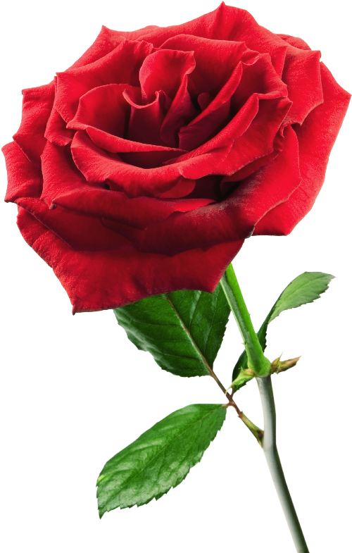 rojoroza