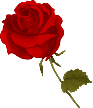 rosabymollysilvitablanco