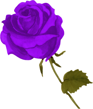 rosabymollysilvitablanco
